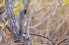 Black-throated Saltator